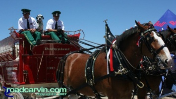 2007 Red Bull U.S. Grand Prix - Budweiser Clydesdales: The Budweiser Clydesdale Horses were at the track.